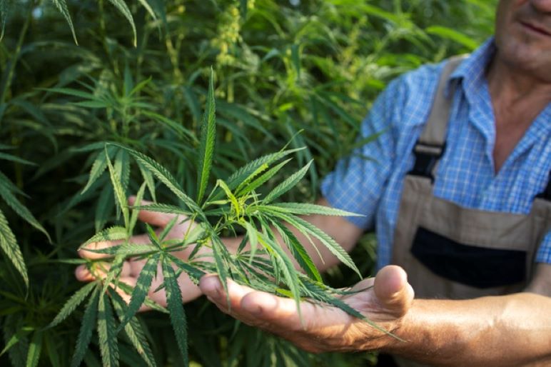 cannabis hemp plants